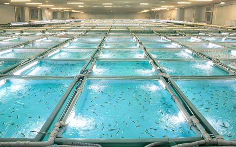 30个水产新品种审定通过！种业"芯片"正在重塑养殖成本