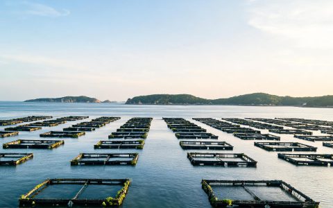 黄条鰤苗种培育突破！新品类要来了2点先了解