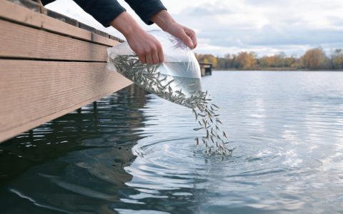 宿松放流540万尾鱼苗！后厨该看懂什么