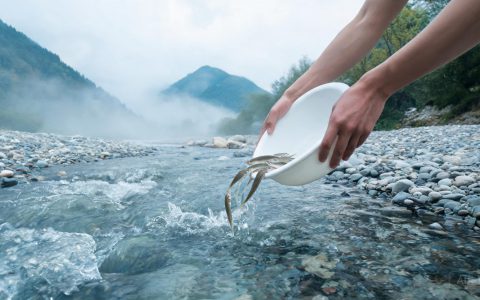 1.1万尾哲罗鲑放了！冷水鱼后厨得上心