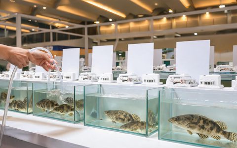 鳜鱼产业大会第二届！这条鱼行情有3个变量