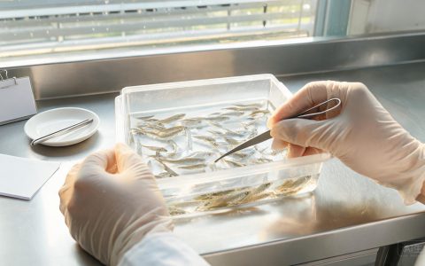 黄海所6个水产新品种过审！后厨选料多几条思路