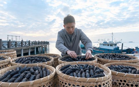 海参2026行情：秋冬滋补季价格怎么走