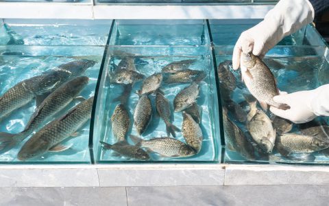 草鱼17元鲫鱼19.5元！淡水鱼价格节前持稳