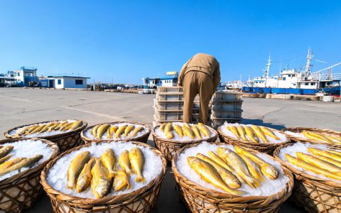 大黄花鱼青岛报54元/公斤！海捕冰鲜鱼的价位和货源在同步变