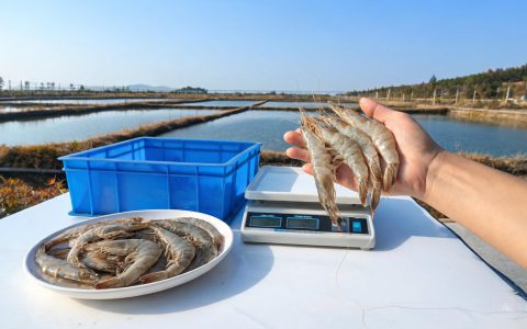 对虾威海320元一公斤，大规格虾行情怎么走
