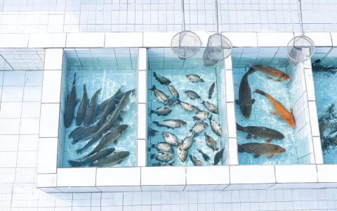 一周只动5%以内，淡水鱼价为什么稳