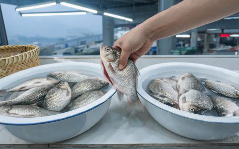 鳊鱼常州15块武汉10块3，两种鱼常被认成一种