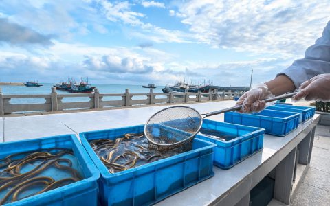 黄鳝苏州78威海70，价差里是运输半径