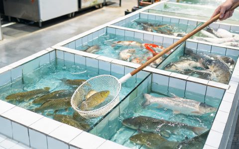 淡水鱼价稳中偏弱 草鱼鲫鱼鲤鱼怎么采