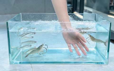 暂养池的损耗，多半是水温和溶氧没管住