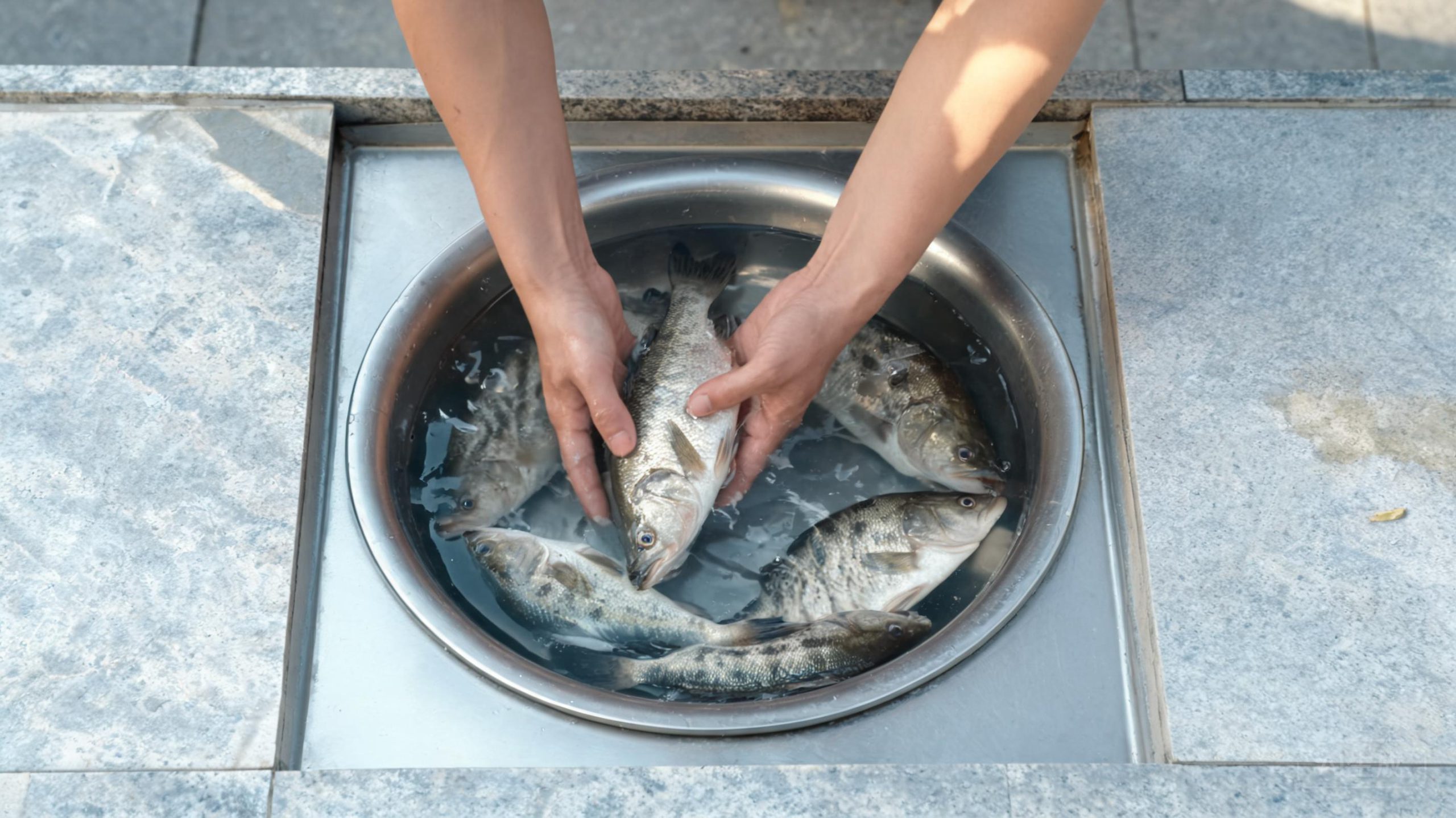 同是鲈鱼,常州28威海46,价差为什么这么大