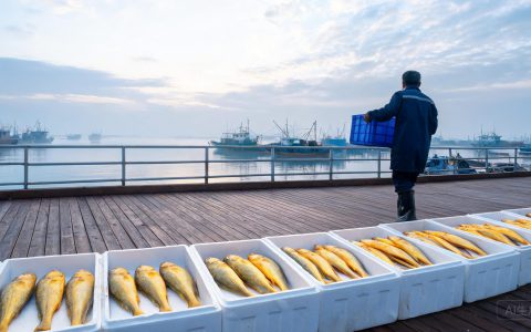 大黄花鱼青岛56威海50元/公斤！海捕冰鲜到港，价位随行