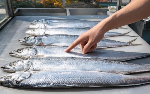 大带鱼青岛40威海90元/公斤！同一条鱼，区域价差为何这么大